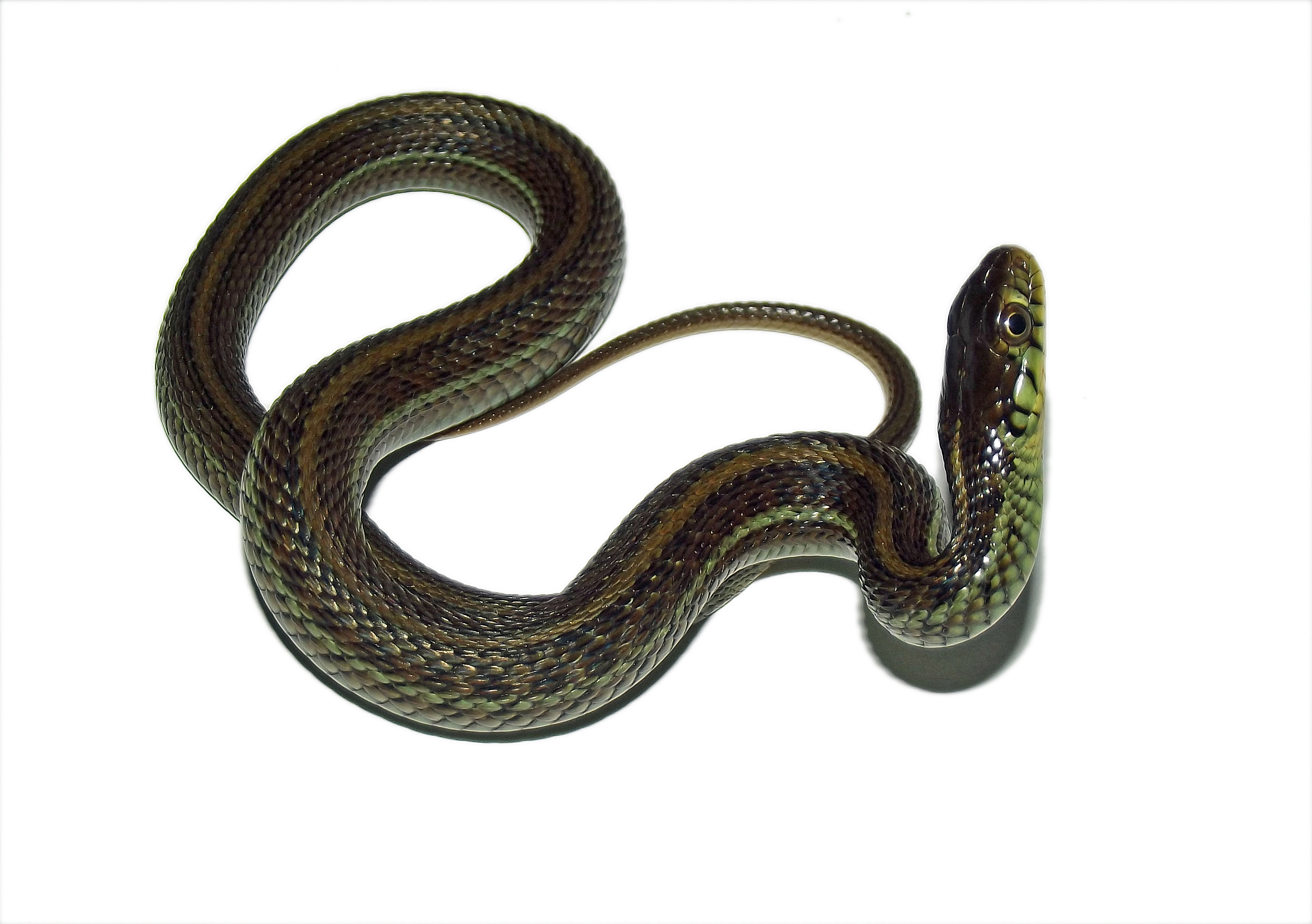 thamnophis eques obscurus 3